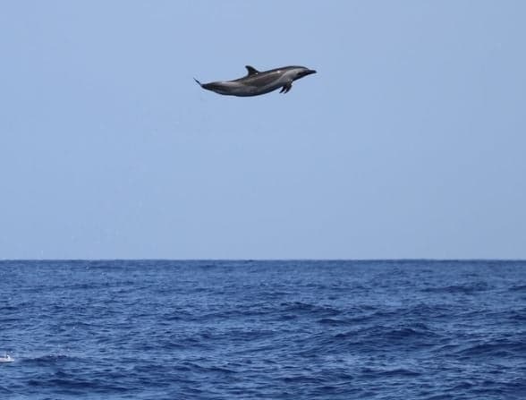 '난다고래'… 美 마우이 앞바다서 4.5m 점프하는 '에어 돌핀' 출몰