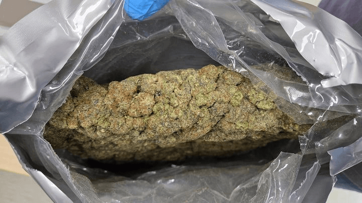 “한국에 이거 가져가면 떼돈 번대” 636kg 역대 최대 대마 밀수 야쿠자 구속