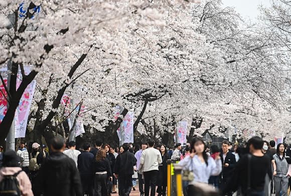 "벚꽃 사진 찍어와라" 공대 교수가 6년째 내는 '낭만 과제' 화제