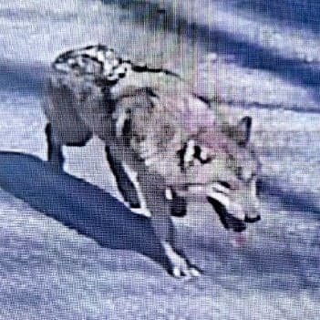 대전 오월드 탈출 늑대 '늑구' 닷새째 행방 묘연…드론 23대 투입