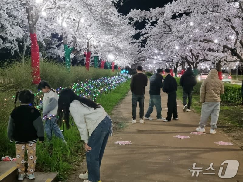 강릉 경포벚꽃축제 43만 명 찾아 성료…"낮엔 피크닉, 밤엔 벚꽃 조명길"