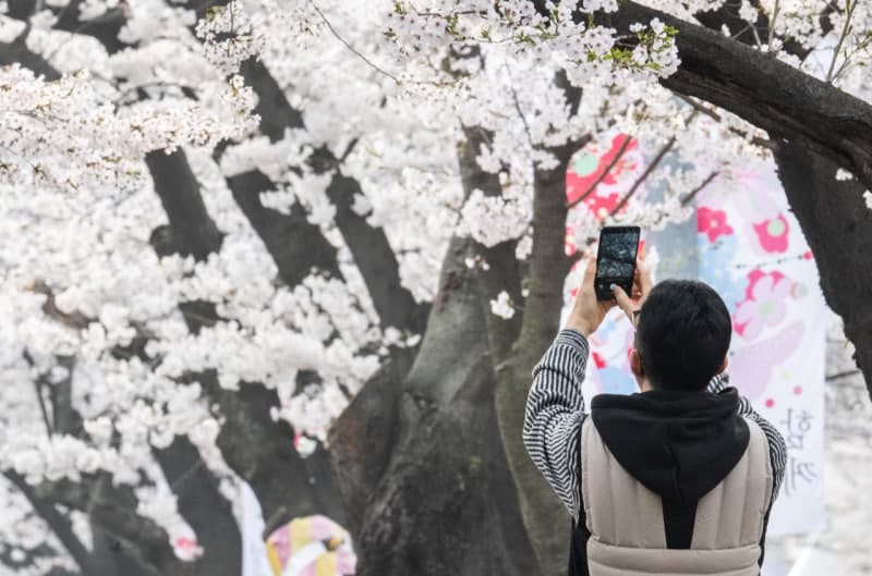 "벚꽃 인증샷 찍어오세요"…공대 교수의 '감성 충전' 과제 화제