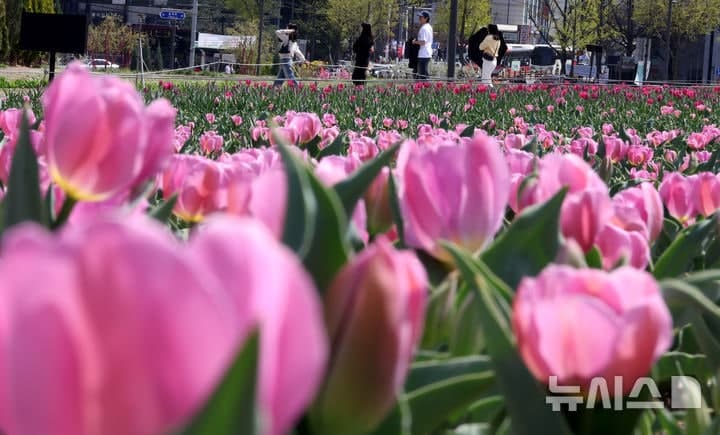 대전·세종·충남, 맑은 날씨 속 오전 '안개주의'…일교차 10~20도 안팎
