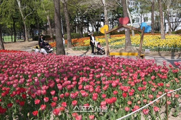 안양 평촌중앙공원, 13만6천본 형형색색 봄꽃과 새 단장으로 '봄꽃 명소' 탈바꿈