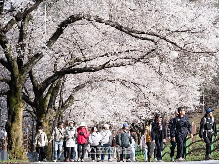 진안 마이산 벚꽃 '만개', 늦은 벚꽃으로 마지막까지 봄을 담다
