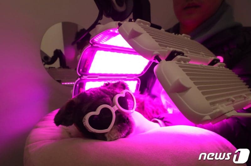 농식품부, '중동 전쟁' 장기화에 반려동물 의료제품 수급 점검…"신고창구 운영"