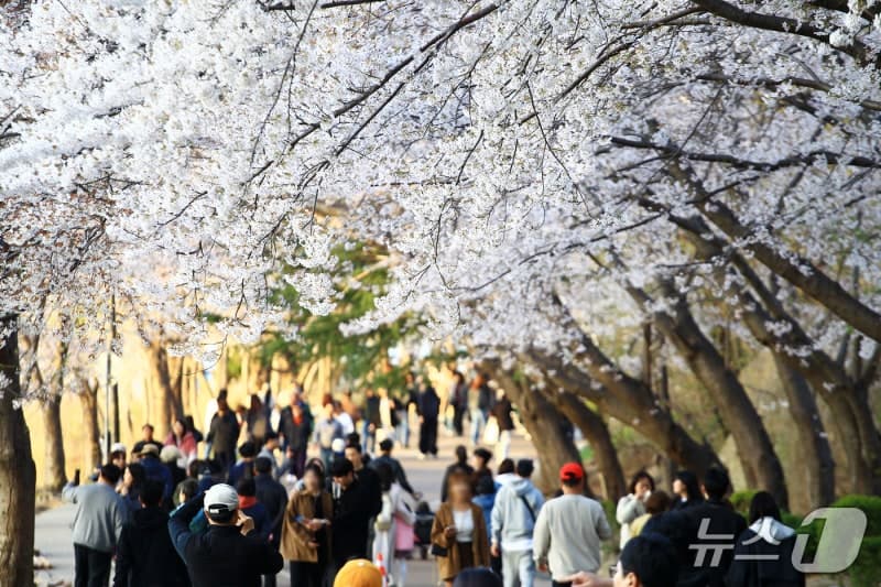 속초 영랑호 벚꽃축제 성료, 4만명 발길…힐링·체류형 봄 축제 자리매김