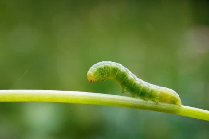 포스텍, 전기 없이 스스로 움직이는 '나선형 소프트 로봇' 개발