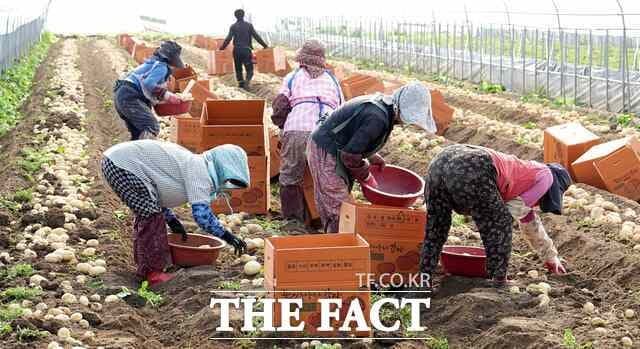 고령군 개진면, 하우스 감자 첫 출하로 '시장 선점' 나섰다