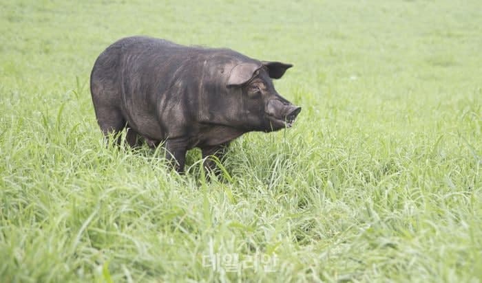 한국형 흑돼지 '우리흑돈' 고급육·대중시장 동시 공략…산업화 속도