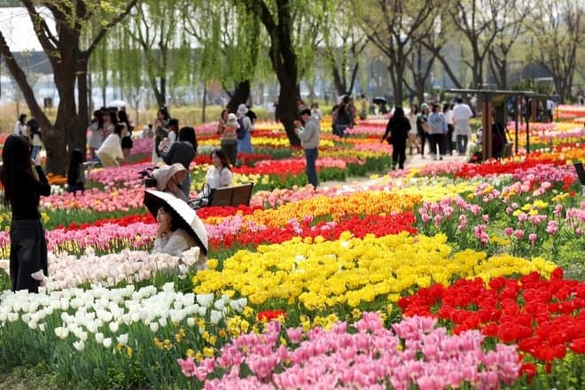 성동구 "튤립 만개한 중랑천 산책로 초대"…피크닉 정원 새단장