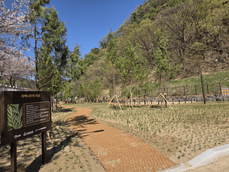 대구 동구, 도동 측백나무숲 산림생태복원사업 완료로 문화유산과 가까이