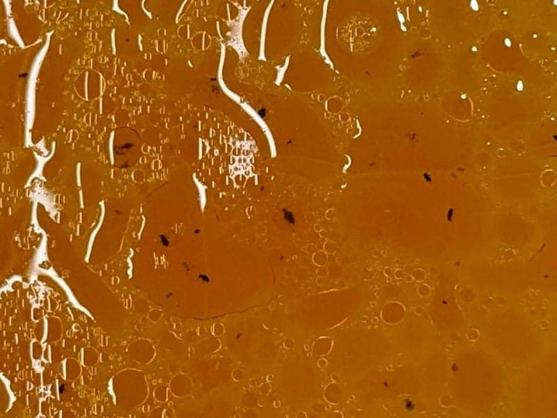 "후추인 줄 알았는데 다리가…" 샤브샤브 국물서 벌레 수십 마리 '둥둥' 충격적인 위생 상태 논란