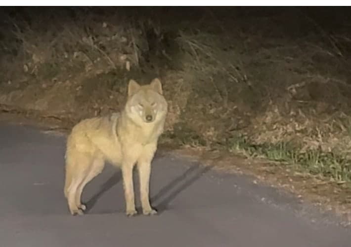 오월드 탈출 늑구, 포착 후 또다시 도주