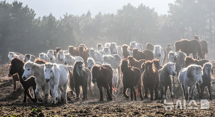 제주마·병귤·양애·파초, 세계식문화유산 '맛의 방주' 신규 등재