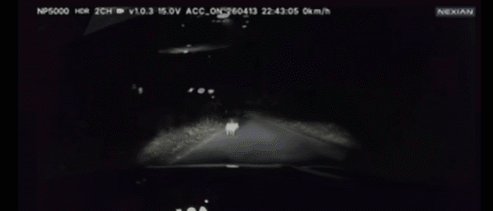 오월드 탈출 늑대 '늑구', 재포획 실패 후 행방 묘연