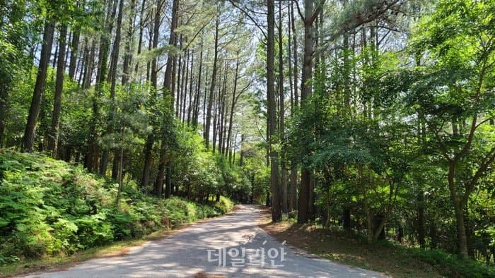 산림청, '임도 다년차 시범사업' 추진…국유림 임도 3개소 42km 공사품질·계약 투명성 'UP'