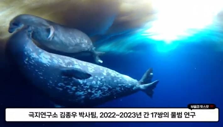 남극 웨델물범 어미의 '눈높이 잠수 교육'…새끼 생존력 키운다
