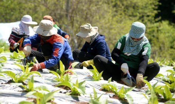 화천군, 역대 최다 외국인 계절근로자 527명 농가에 배정