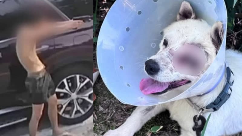 반려견에 비비탄 난사해 안구 적출…20대 남성 2명 결국 재판행