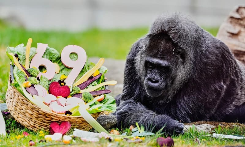 세계 최고령 고릴라 파투, 69번째 생일 맞아 '장수 비결' 화제