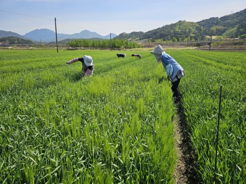 농진청, 간 건강 개선에 탁월한 새싹보리 '혜누리' 보급 확대