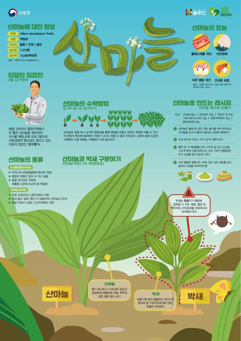 산림청, 4월 이달의 임산물로 '명이나물'로 유명한 '산마늘' 선정