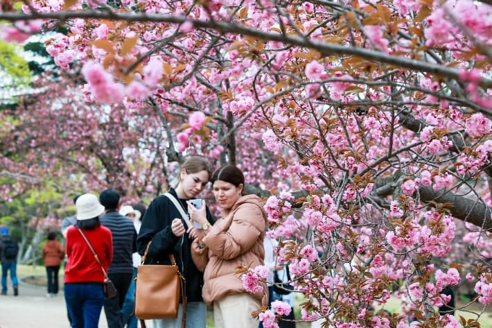 '분홍빛 인생샷 명소' 경주 불국사공원 겹벚꽃 이번 주말 절정…분홍빛 꽃터널 장관