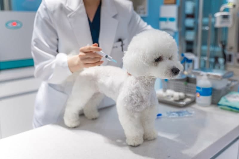 서울시, "반려동물 광견병 예방접종 더 쉽게"…5만 마리분 백신 공급