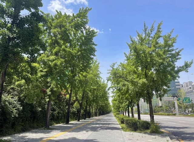 “은행나무·이팝나무야 고마워”…가로수 선택만으로도 봄철 미세먼지 크게 저감