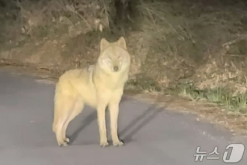 “늑구, 늑구다! 저기 있다!” 열화상 드론 잡혔는데…신출귀몰 포획 실패 후 사라진 늑구