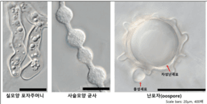 국내 담수 물곰팡이류 78종 확인…세계 신종 8종 발굴