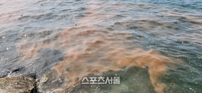 안산 시화나래 해역 주황색 띠, 독성 없는 '야광충' 대량 번식 확인