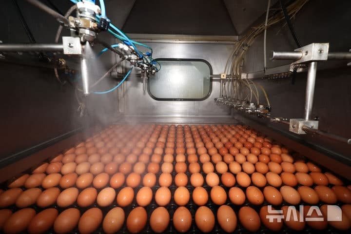 국내 계란 수급 안정 위해 태국에서 수입된 신선란 포장 완료