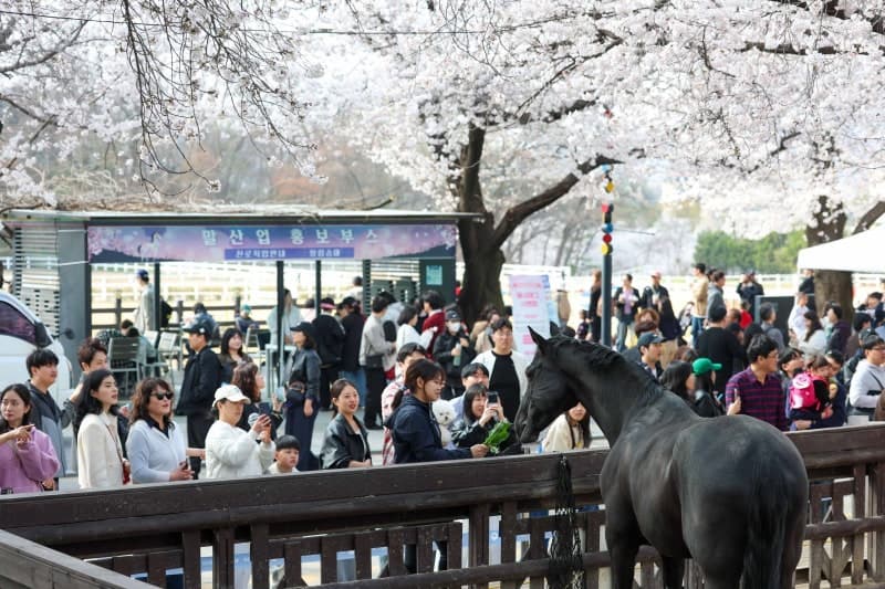 렛츠런파크 서울 벚꽃축제 '馬시멜로' 28만 인파 몰려 수도권 봄축제 위상 확인
