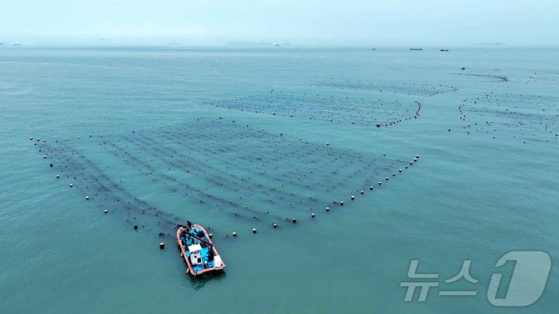 완도군, '바다숲 탄소 거래 사업' 전국 최다 6곳 선정…"바다 연금" 본격화