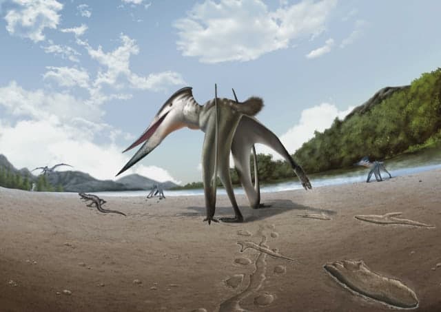 진주에서 발견된 익룡 발자국 화석, "먹이 쫓아 뛰었다" 첫 입증