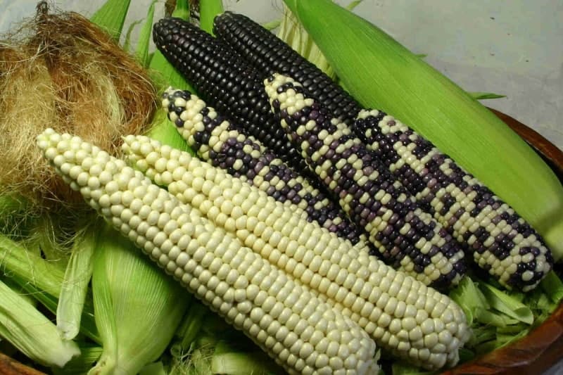 '찰옥수수 변신은 무죄' 홍천군, 힙한 옥수수 디저트 5종 선보인다