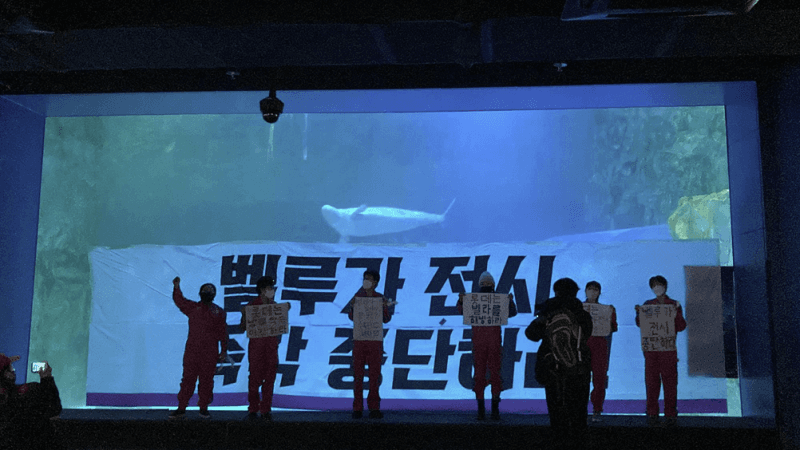 검찰, '흰고래 벨라 방류' 시위 핫핑크돌핀스 대표에 항소심 징역 1년 구형