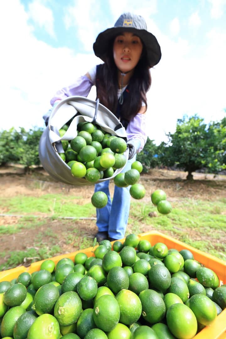 제주 '풋귤' 8월부터 출하…생산·유통 농가당 최대 300만원 지원