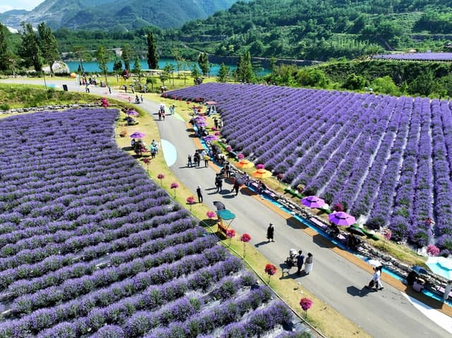 동해시, 라벤더 축제 앞두고 무릉별유천지 전면 정비 "관광객 맞이 속도"