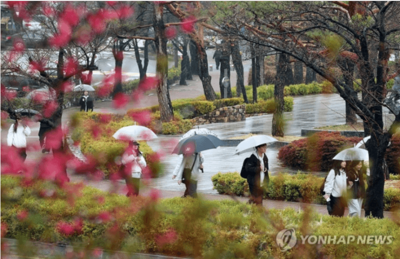 내일 제주 최대 150㎜·남부 60㎜ 비…무더위 잠시 꺾여 낮 21도 '선선'