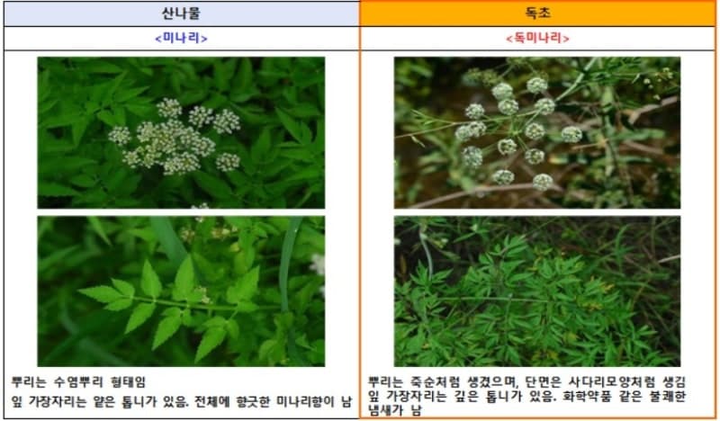"미나리인 줄 알고 먹었는데 복통·구토"…봄철 독초 섭취 '주의보'
