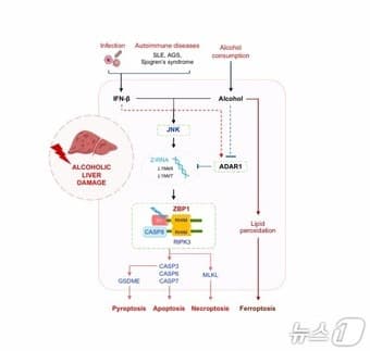 UNIST "감기 걸렸을 때 술 마시면 간 더 위험" 과학적 입증