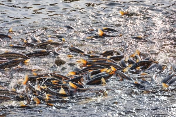 양양 남대천, 5년 만에 '황어 풍년'…산란기 대이동 '장관'