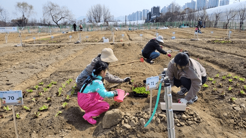 강동구, 2026 '친환경 도시텃밭' 4곳 동시 개장 "도심 영농 체험 하세요"