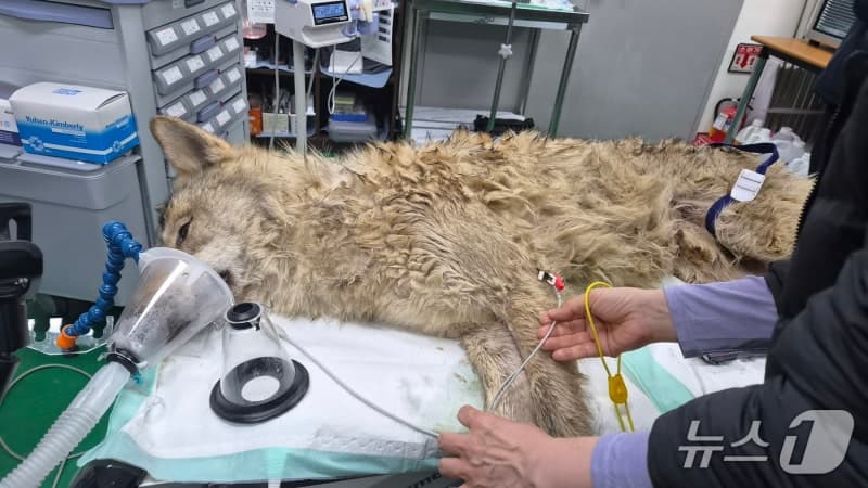 오월드 탈출 늑대 '늑구' 열흘 만에 포획 성공