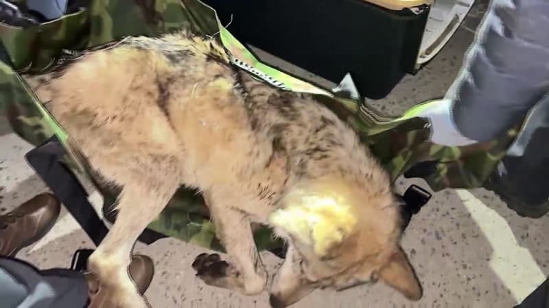 오월드 탈출 늑구, 열흘 만에 생포…위험 넘고 무사 귀환