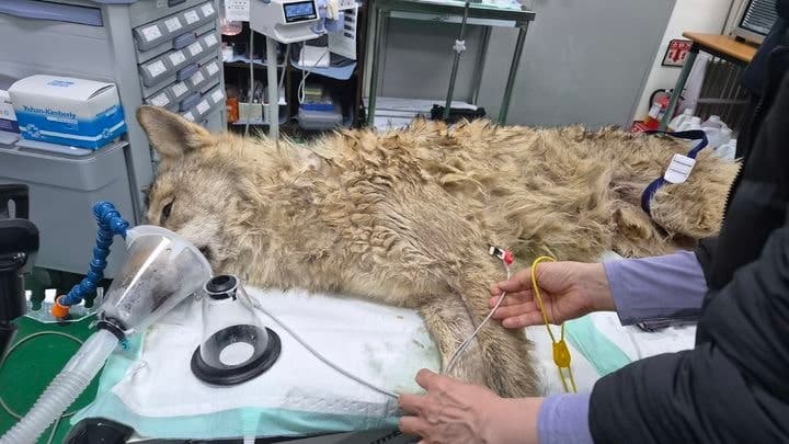 "고생 많았어 늑구야"…열흘 만의 생환 소식에 시민들 '환영'