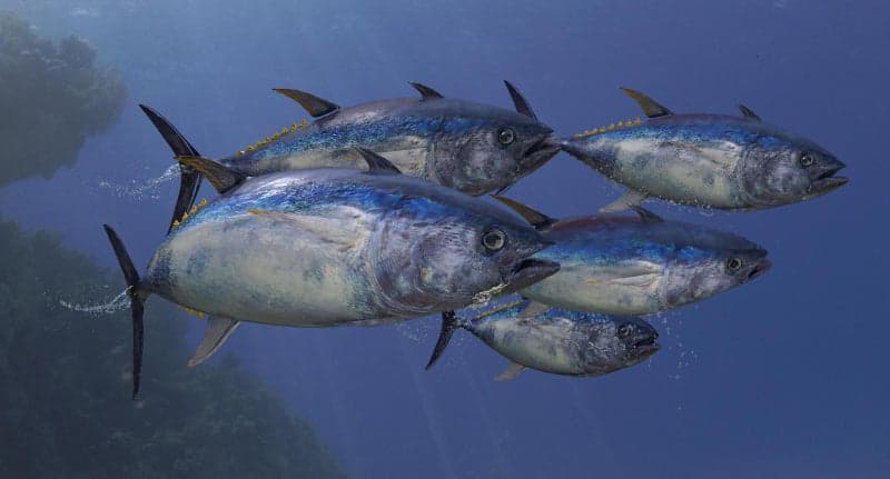 "해수 온난화가 참치·상어 위협…바다 더워지면 과열 위험"